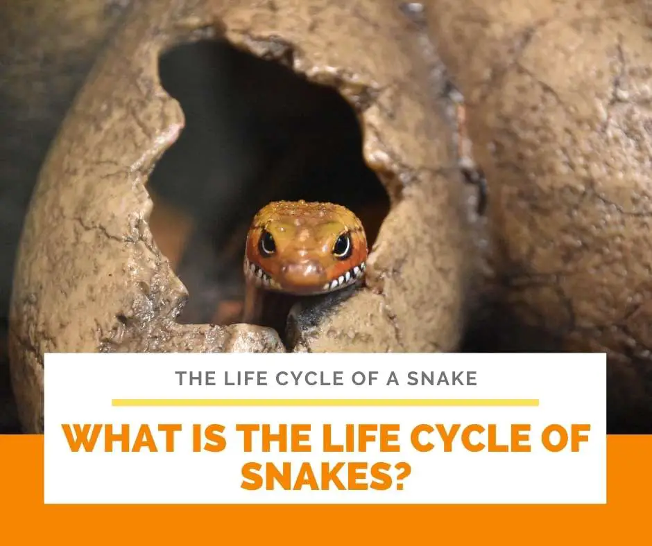What Is The Life Cycle Of Snakes?
