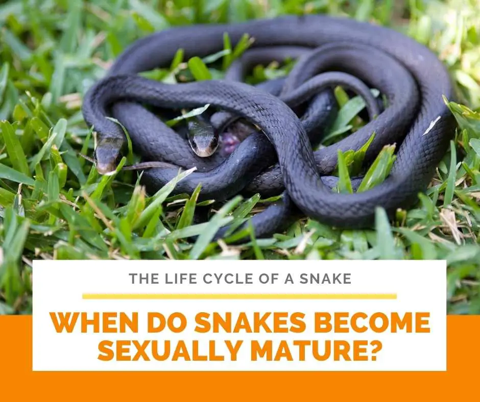 When Do Snakes Become Sexually Mature?