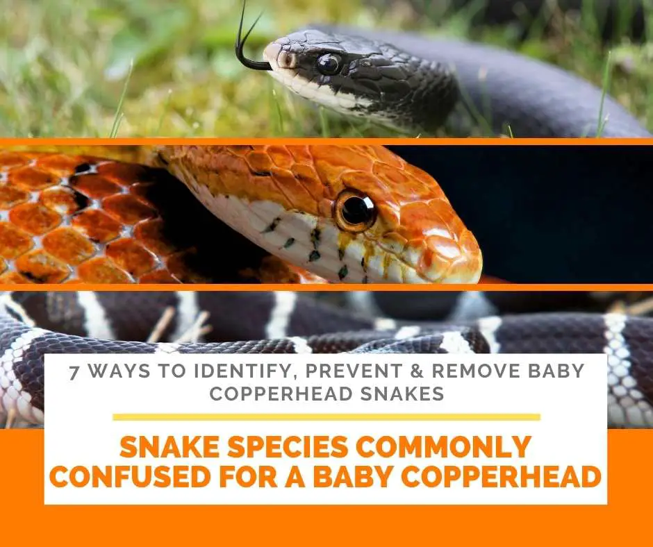Snake Species Commonly Confused For A Baby Copperhead