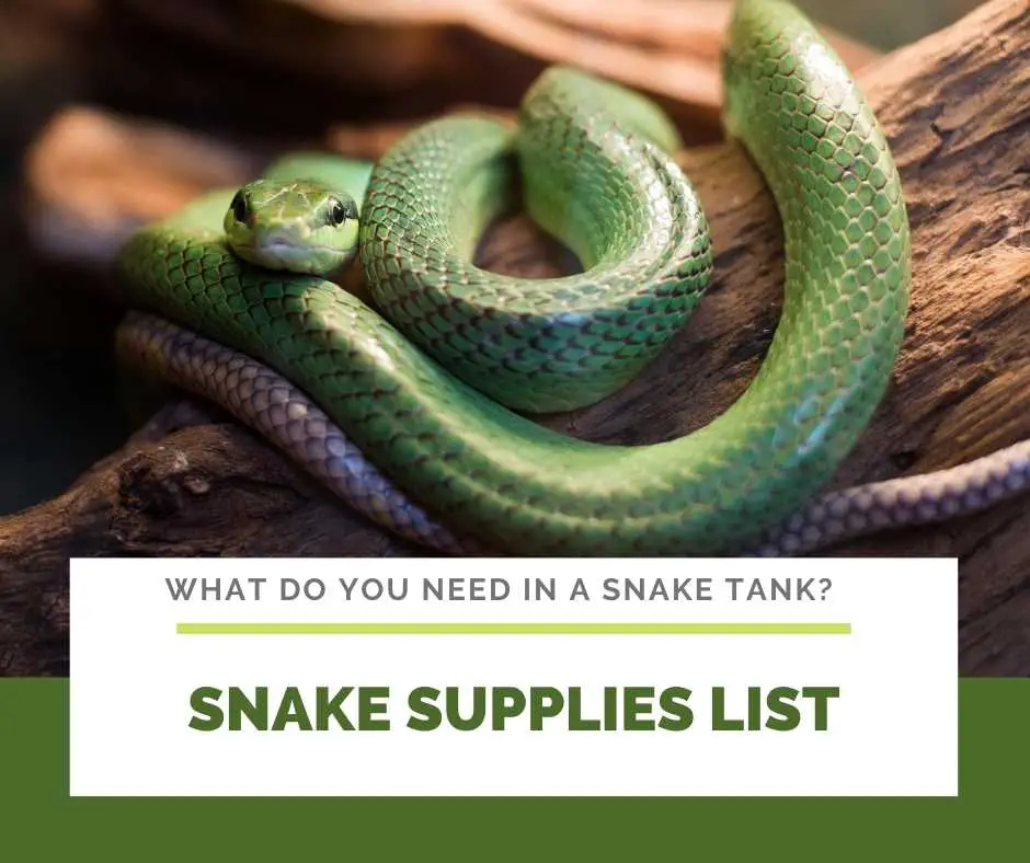 Snake Supplies List