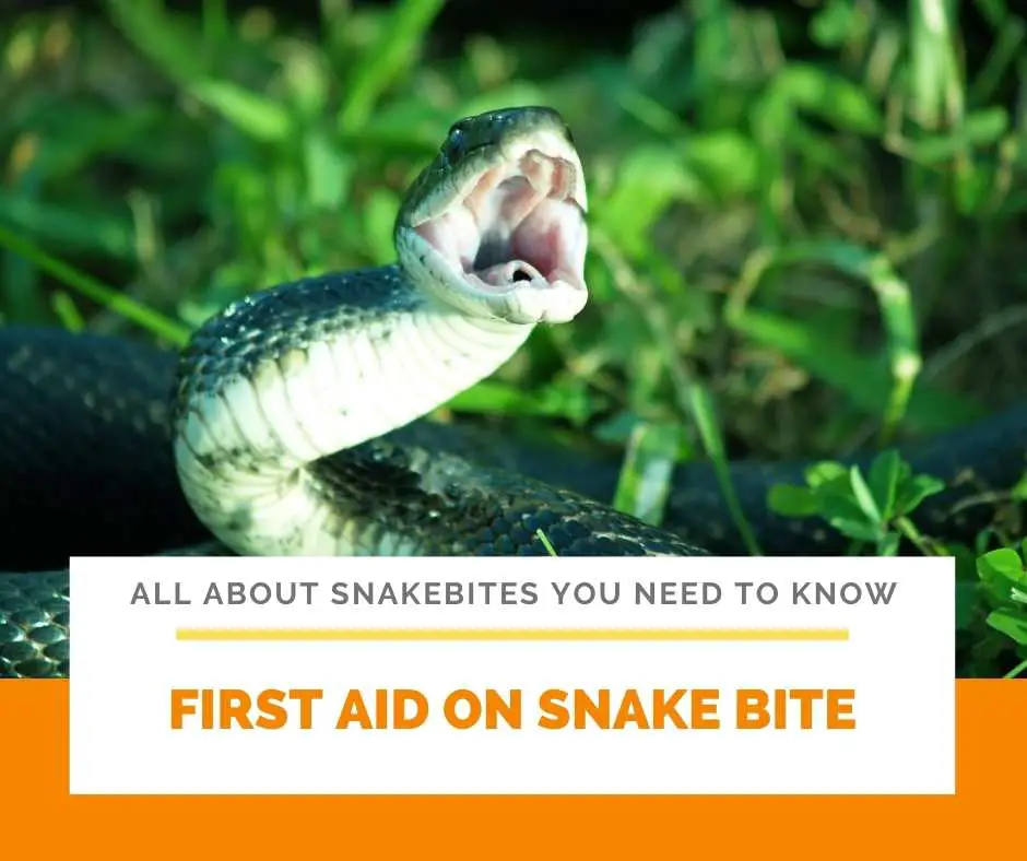 First Aid on Snake Bite