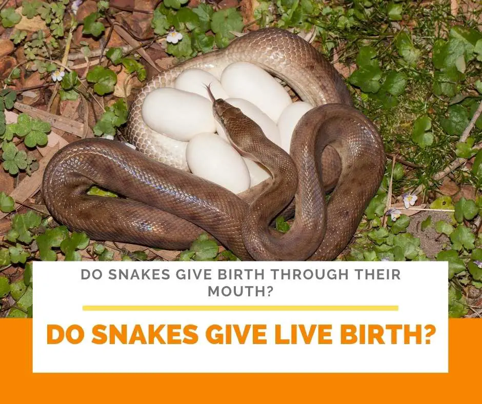 Do Snakes Give Live Birth?