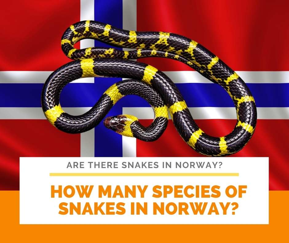 How many species of snakes in Norway?