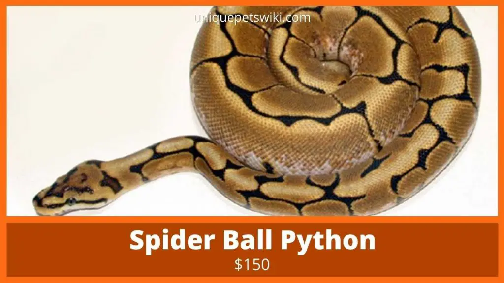 Spider Ball Python
