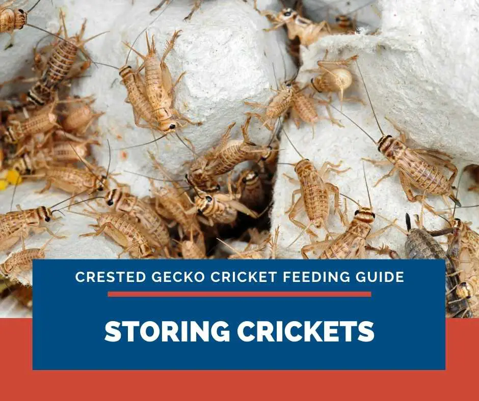 Storing Crickets