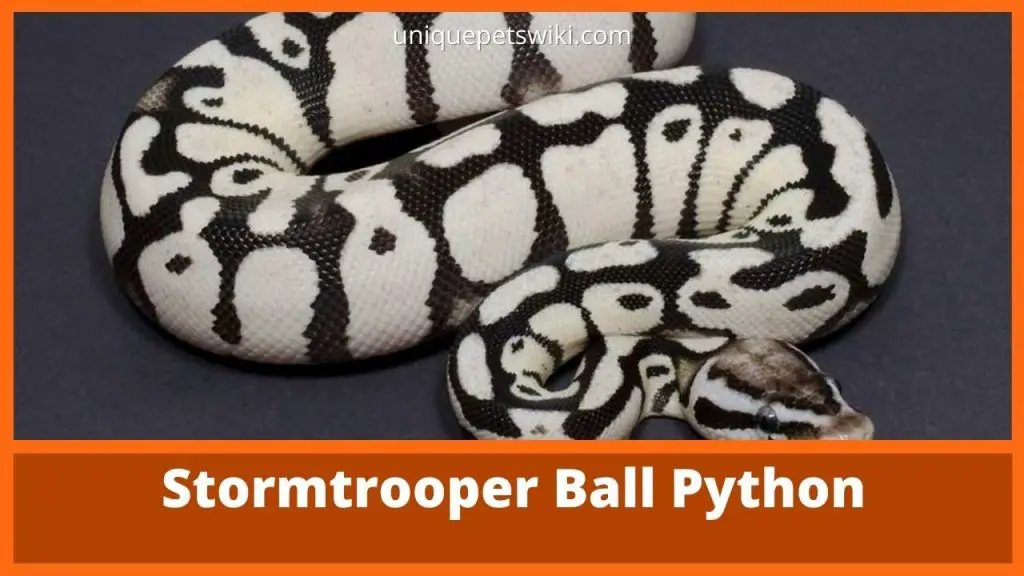 Stormtrooper Ball Python