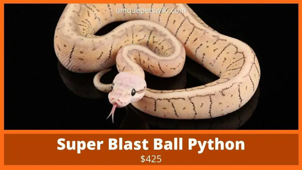 Super Blast Ball Python