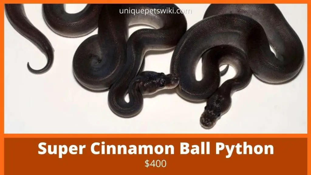 Super Cinnamon Ball Python
