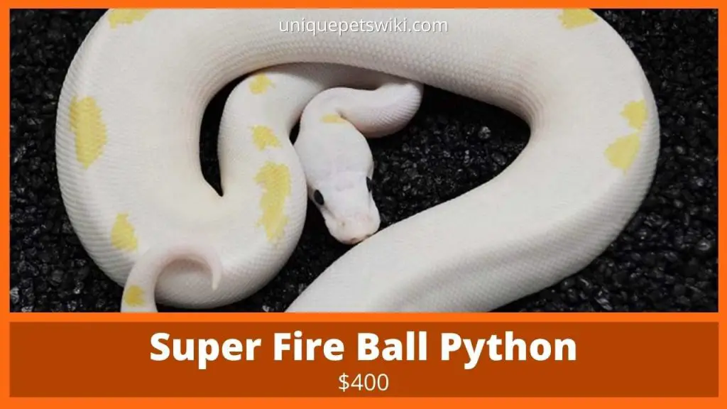 Super Fire Ball Python
