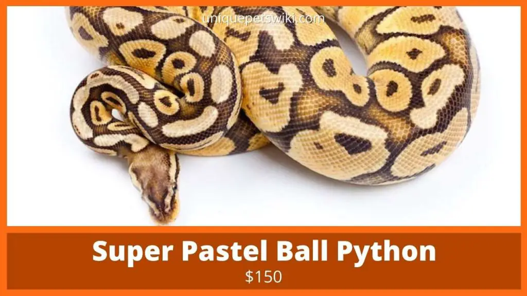 Super Pastel Ball Python