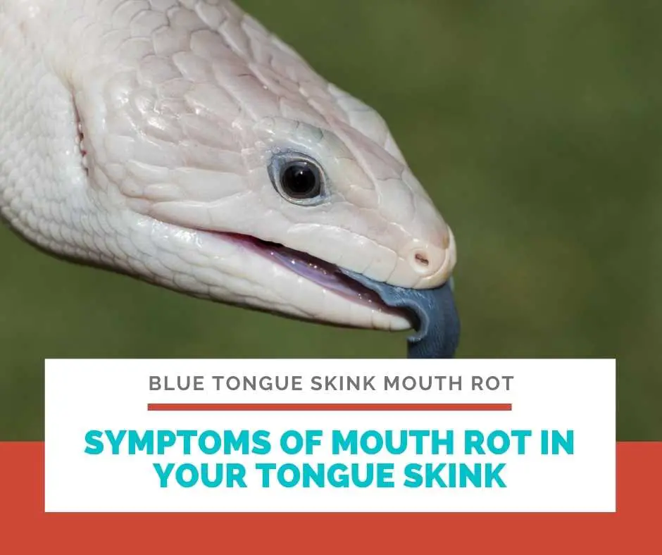 Symptoms Of Mouth Rot In Your Tongue Skink