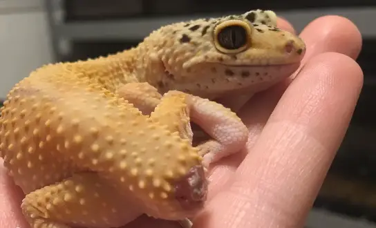 Tailless Leopard Gecko