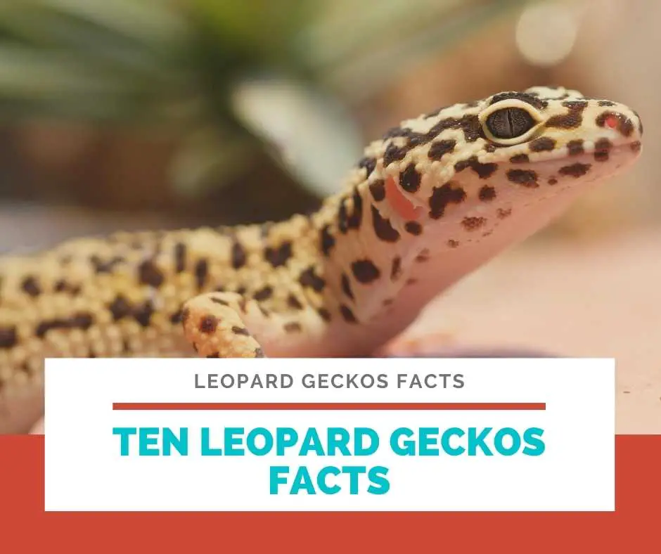Ten Leopard Geckos Facts
