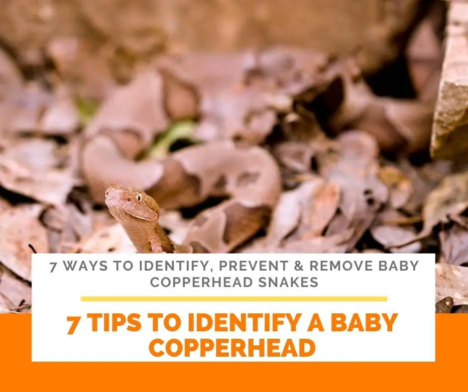 7 Tips To Identify A Baby Copperhead