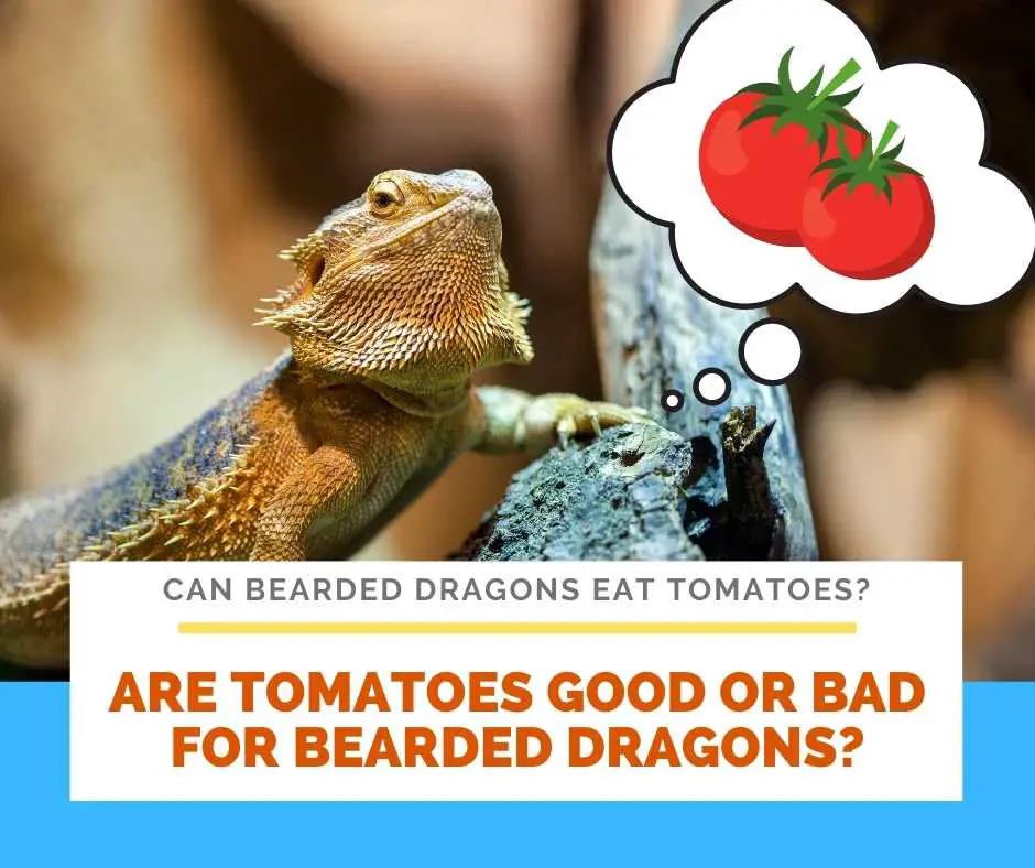 Are Tomatoes Good Or Bad For Bearded Dragons?