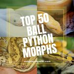 58 Ball Python Morphs: A-Z Morph Color List (With Pictures)