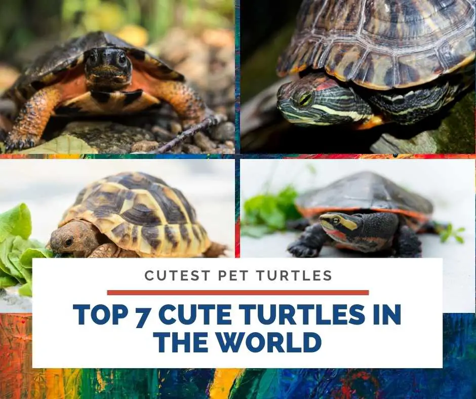 Top 7 Cute Turtles In The World