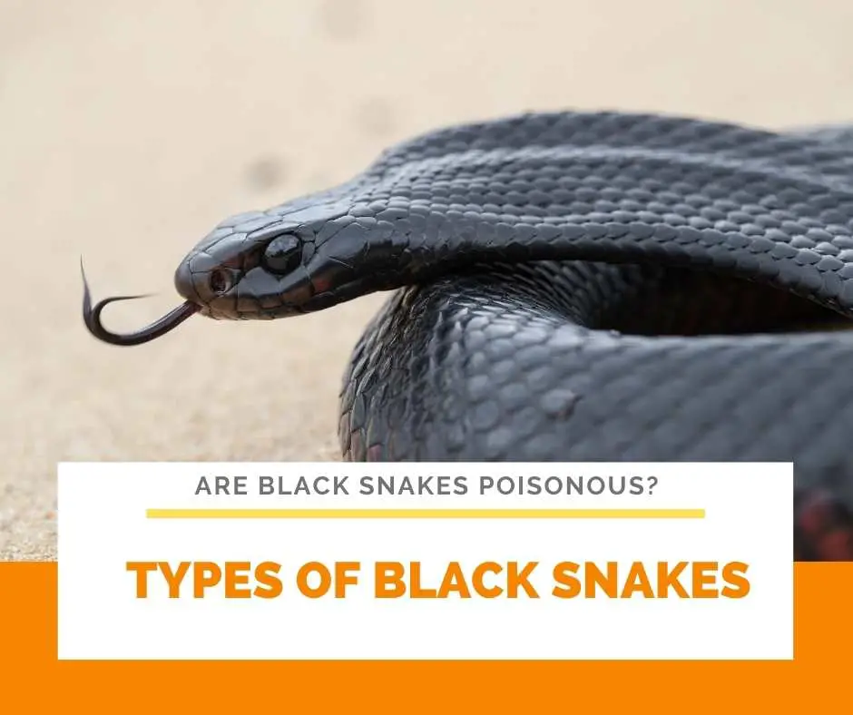 Types Of Black Snakes