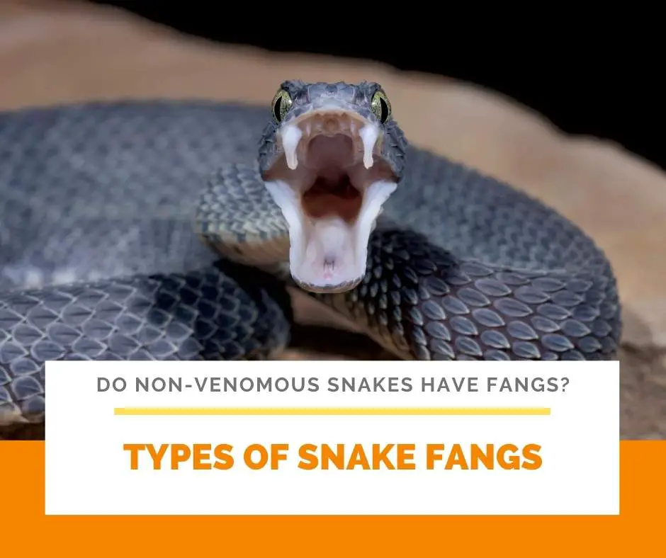 Types Of Snake Fangs