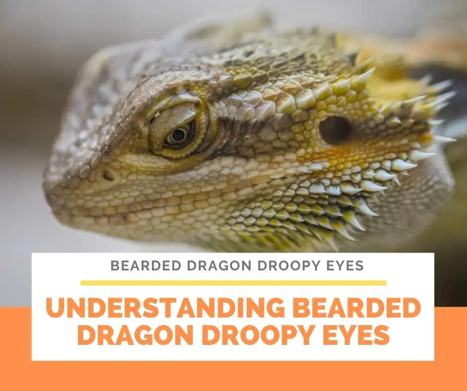 Understanding Bearded Dragon Droopy Eyes