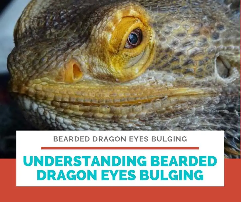 Understanding Bearded Dragon Eyes Bulging