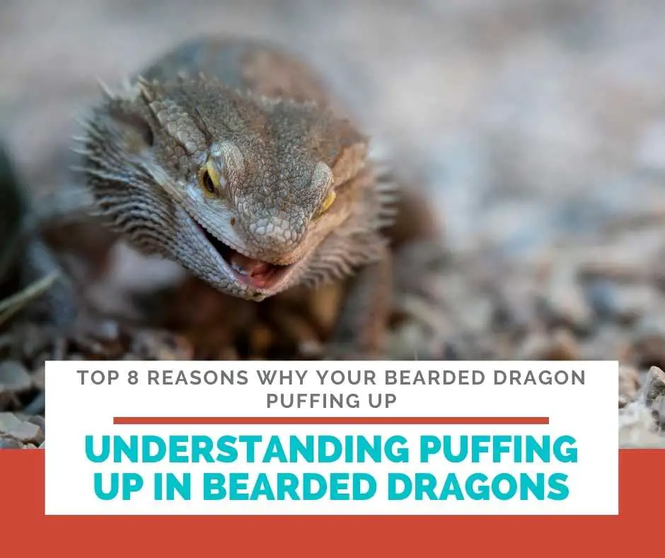 Understanding Puffing Up In Bearded Dragons