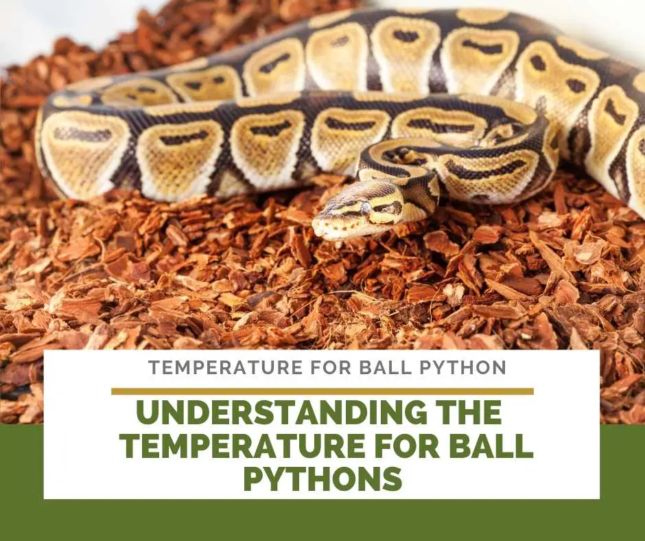 Understand Temperature For Ball Pythons To Successfully Create Ball Python Habitat