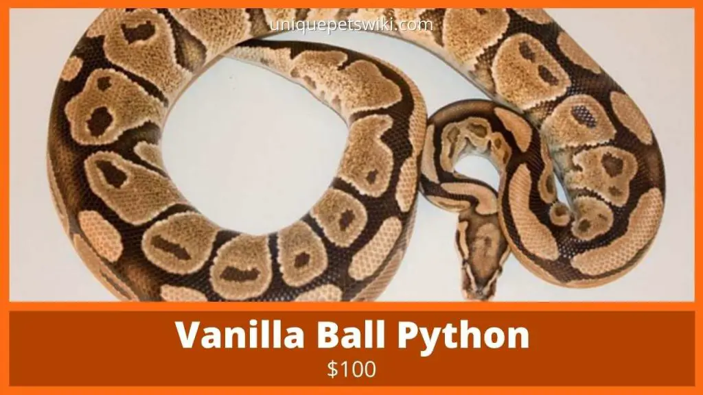 Vanilla Ball Python