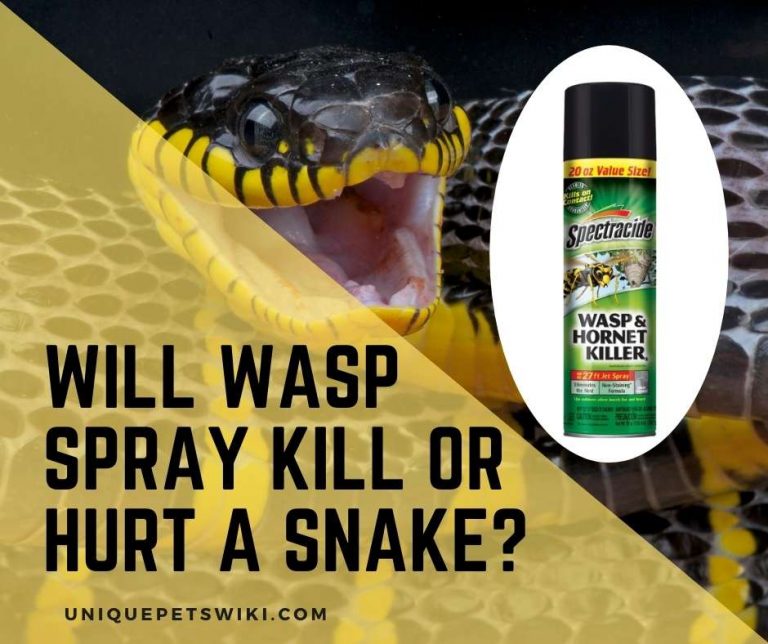 Will Wasp Spray Kill a Snake? Can Wasp Spray Helps You Get Rid of