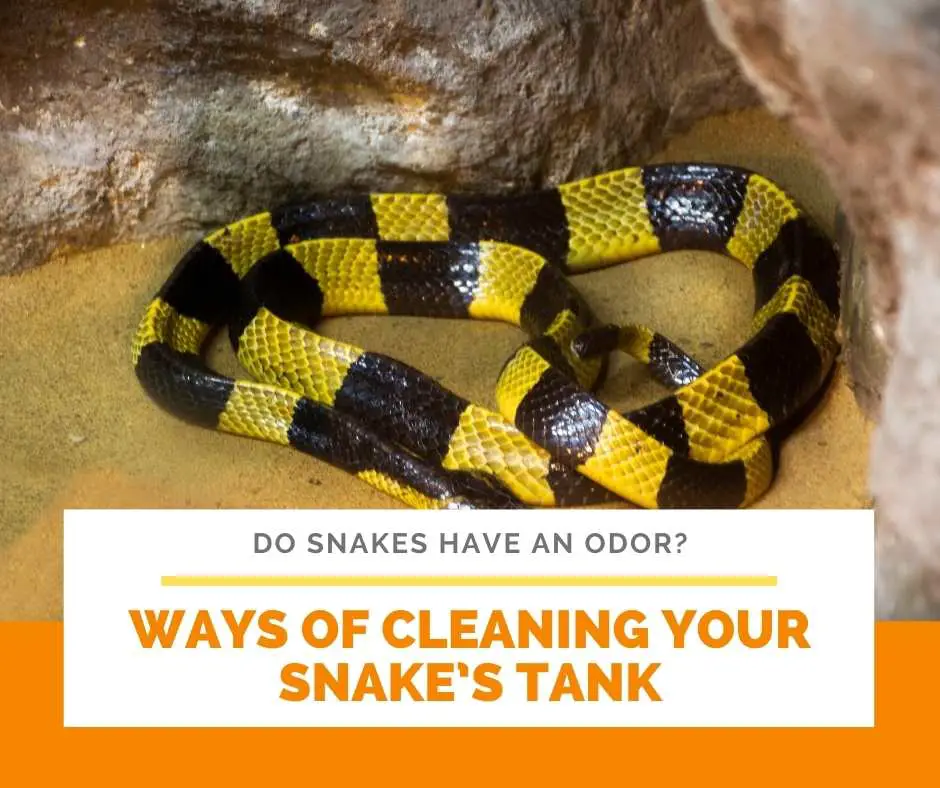 Ways Of Cleaning Your Snake’s Tank