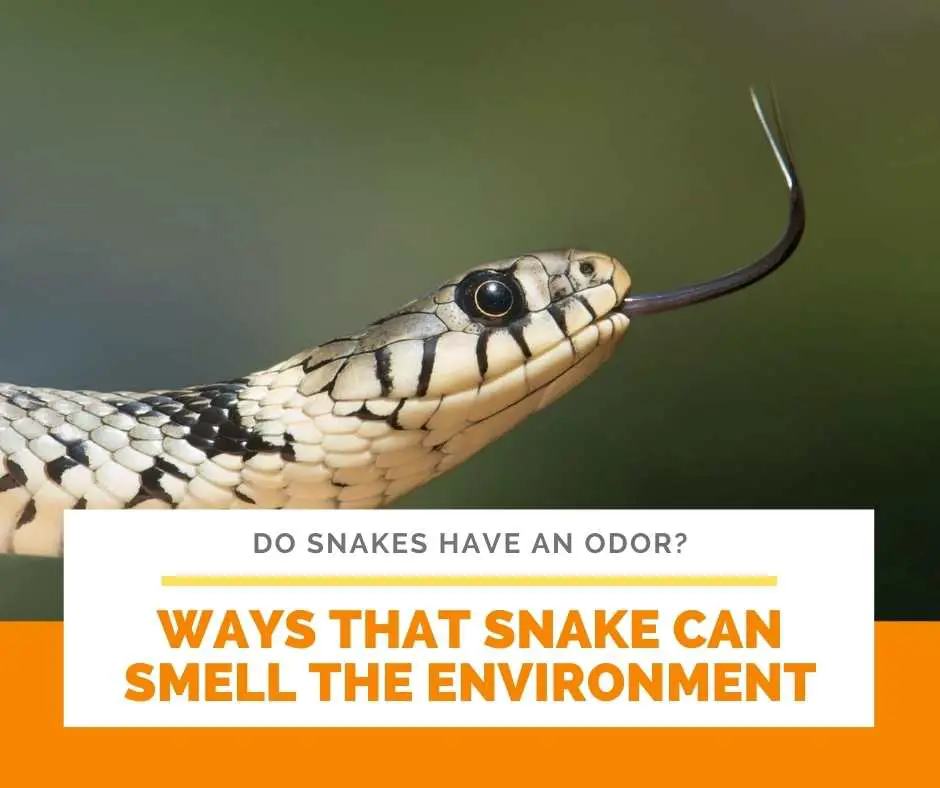 Ways That Snake Can Smell The Environment