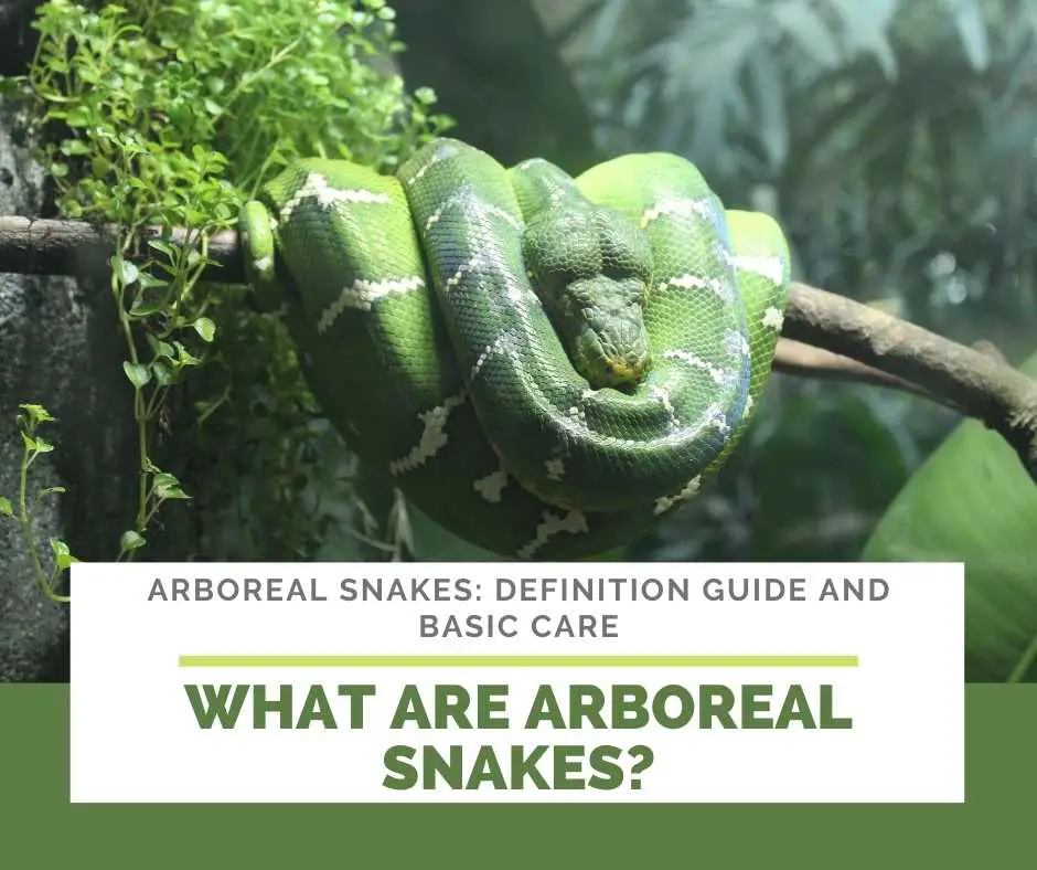 What Are Arboreal Snakes?