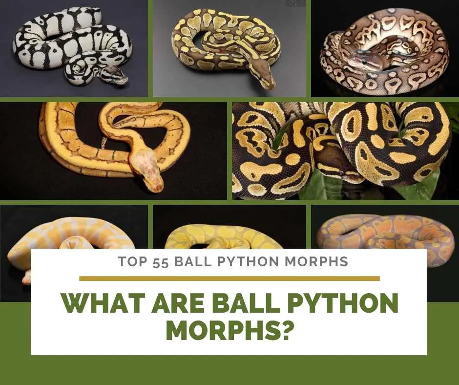 What Are Ball Python Morphs