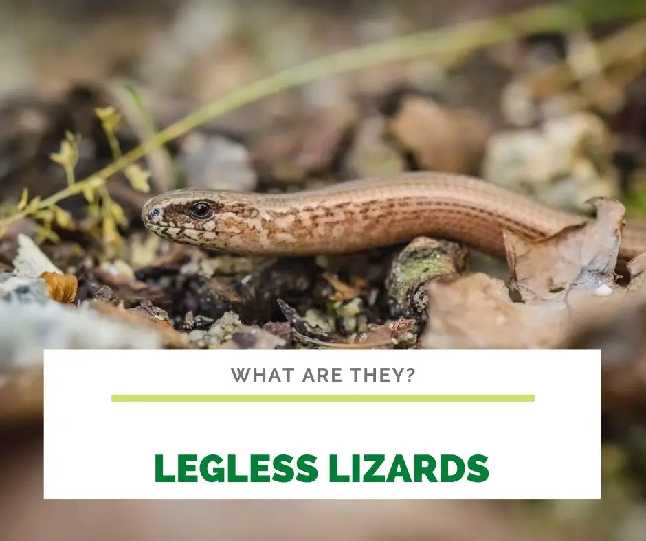 What Are Legless Lizards