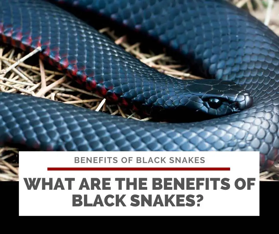 What Are The Benefits Of Black Snakes? 