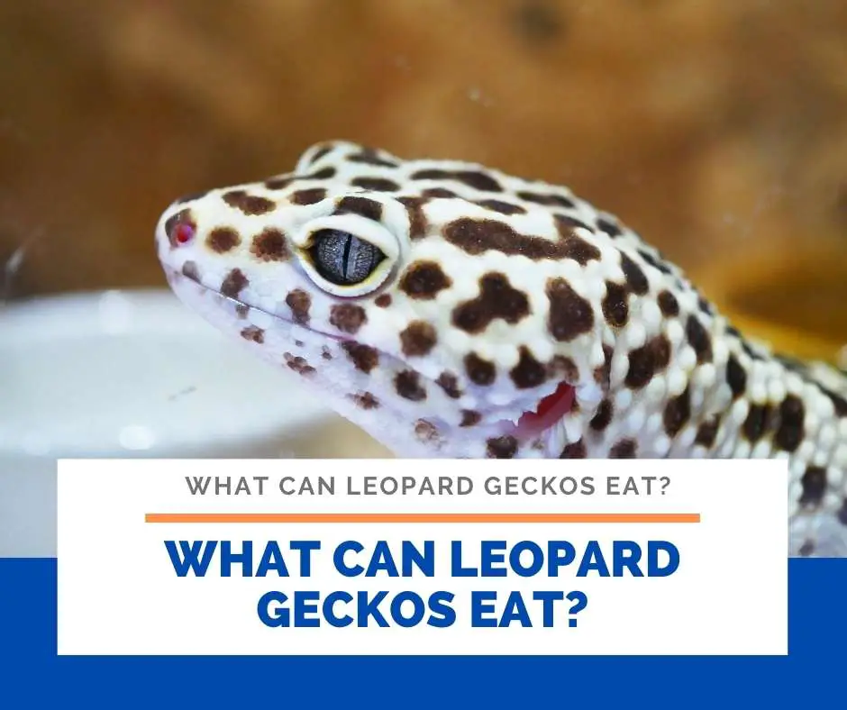 What Can Leopard Geckos Eat?