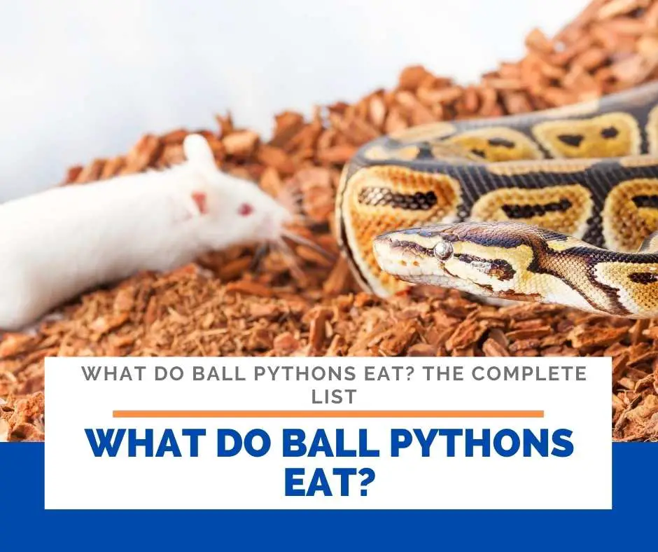 What Do Ball Pythons Eat?