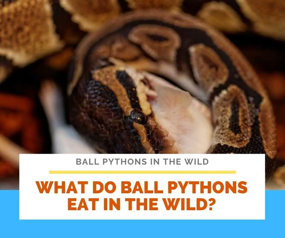 What Do Ball Pythons Eat In The Wild?