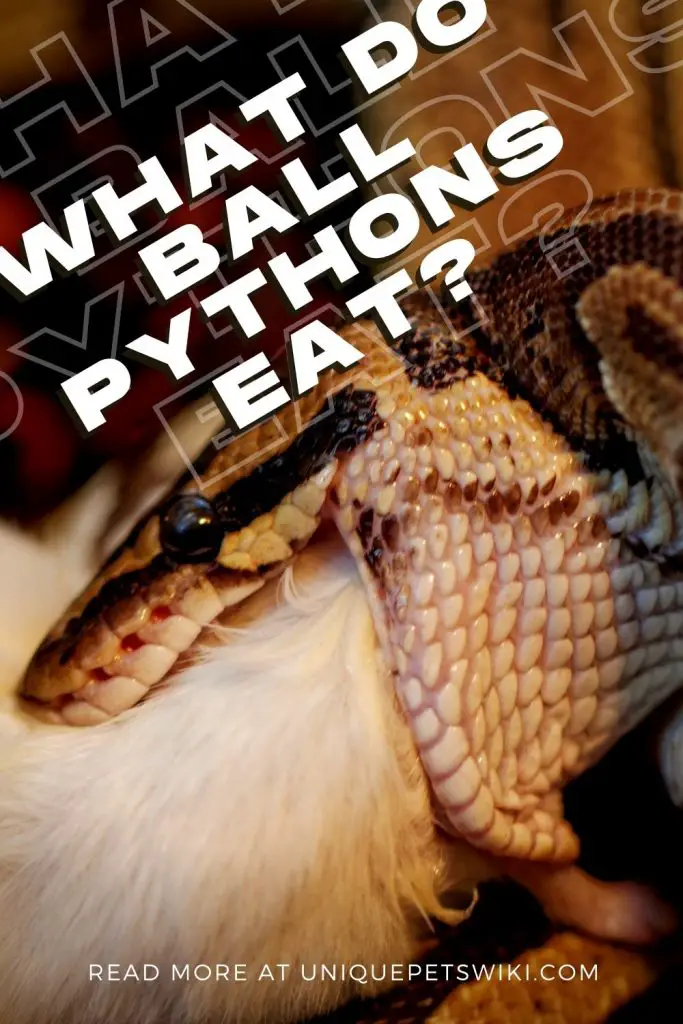 What Do Ball Pythons Eat Pinterest Pin
