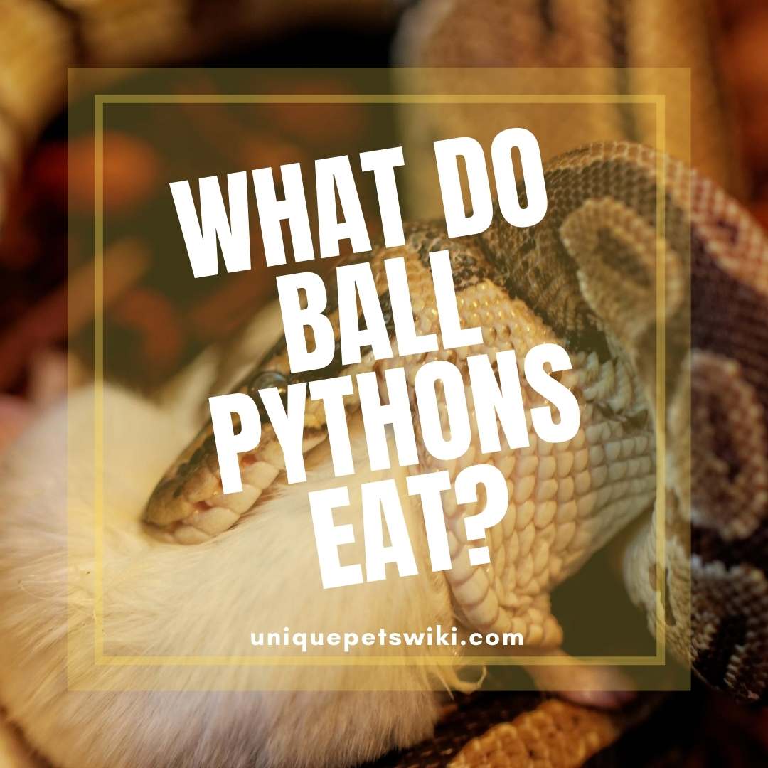 What Do Ball Pythons Eat? The complete List