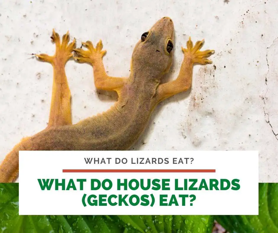 What Do House Lizards (Geckos) Eat?