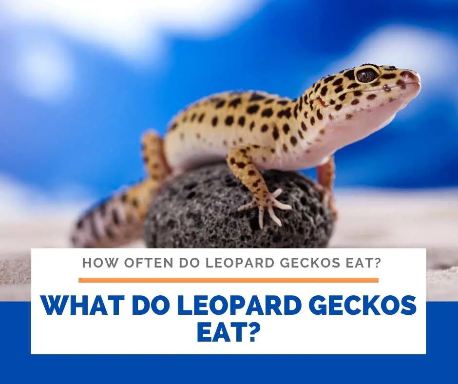 What Do Leopard Geckos Eat?