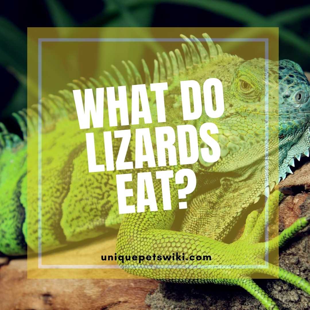 What do lizards eat? Can They Eat Anything?
