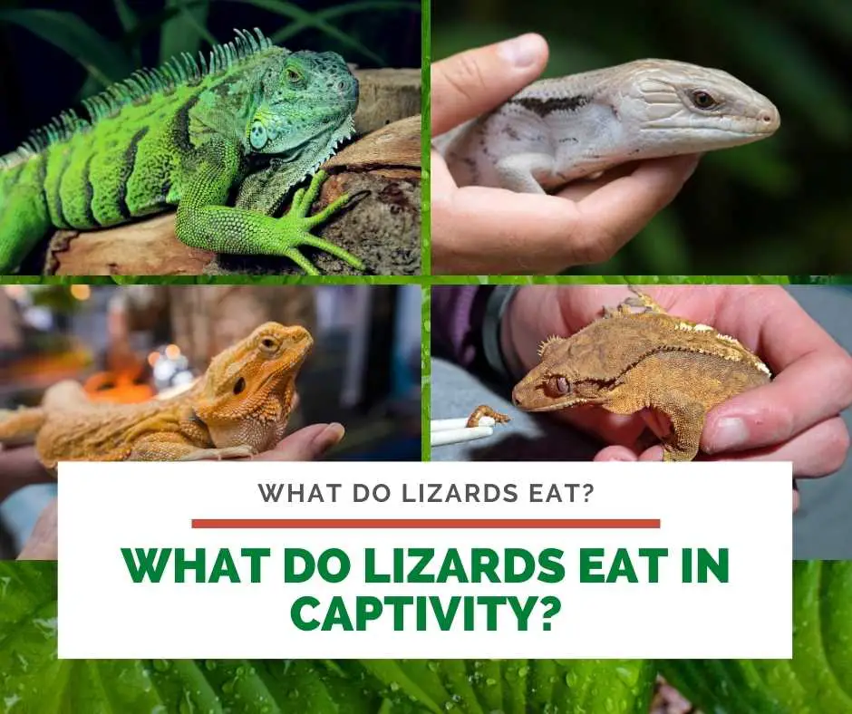 What Do Lizards Eat In Captivity?