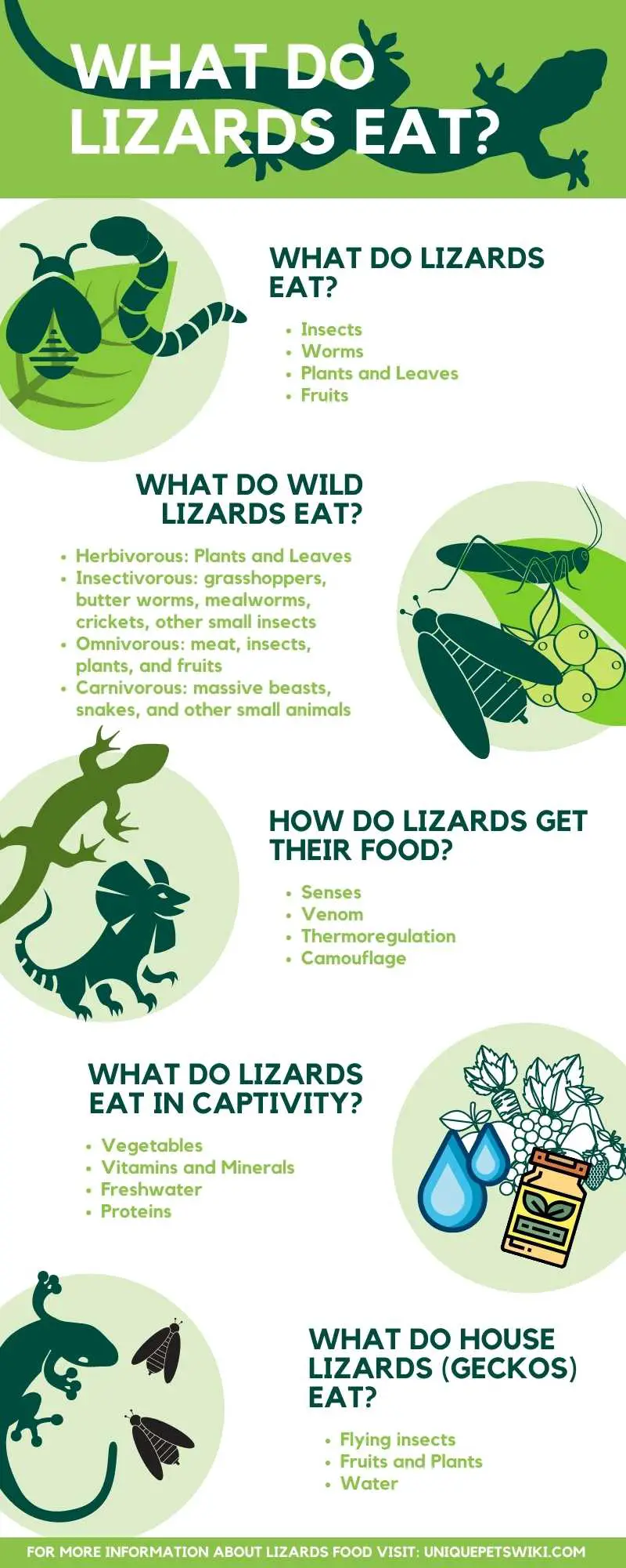 What Do Lizards Eat Infographic