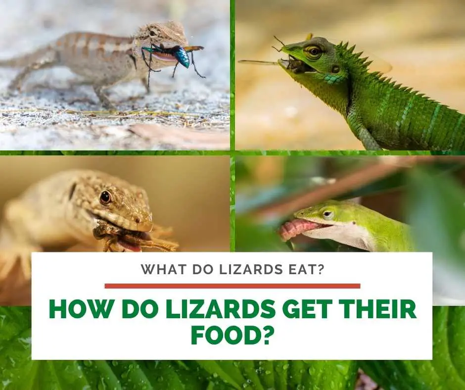 How Do Lizards Get Their Food?
