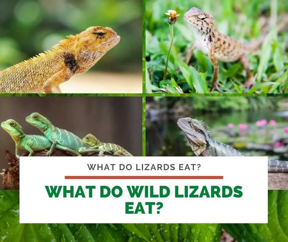 What Do Wild Lizards Eat?