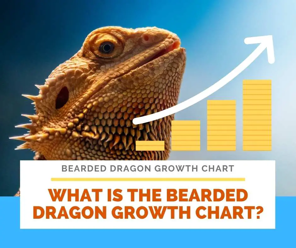 What Is The Bearded Dragon Growth Chart?