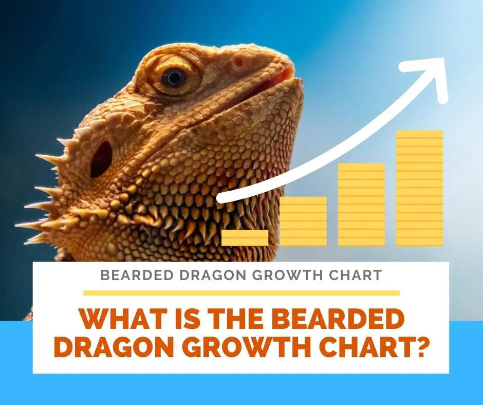 Bearded Dragon Growth Chart are they really growing?