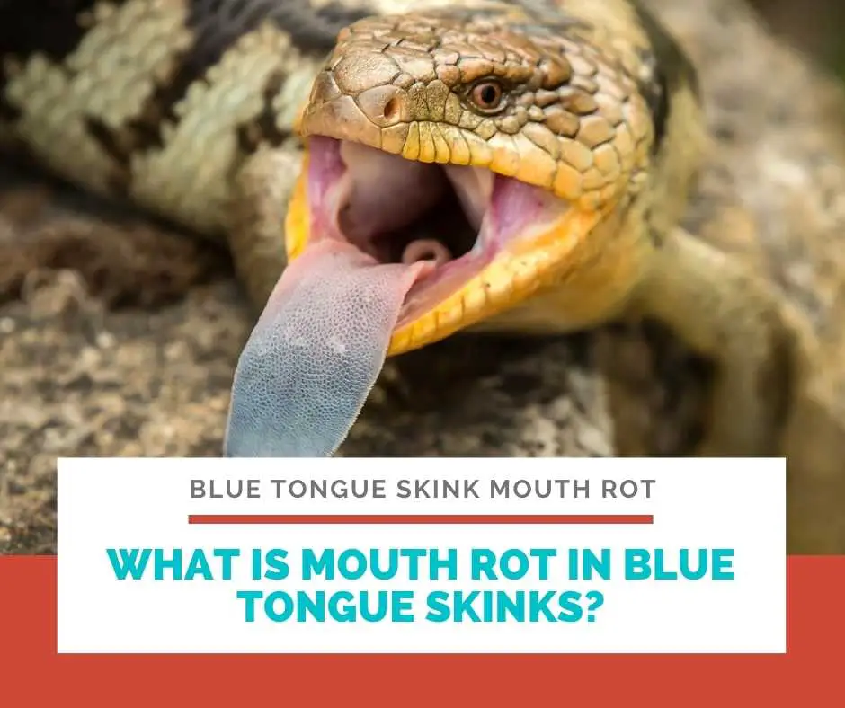 What Is Mouth Rot In Blue Tongue Skinks?